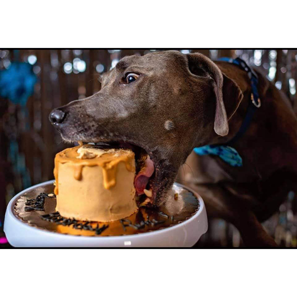 Birthday Cake for Dog
